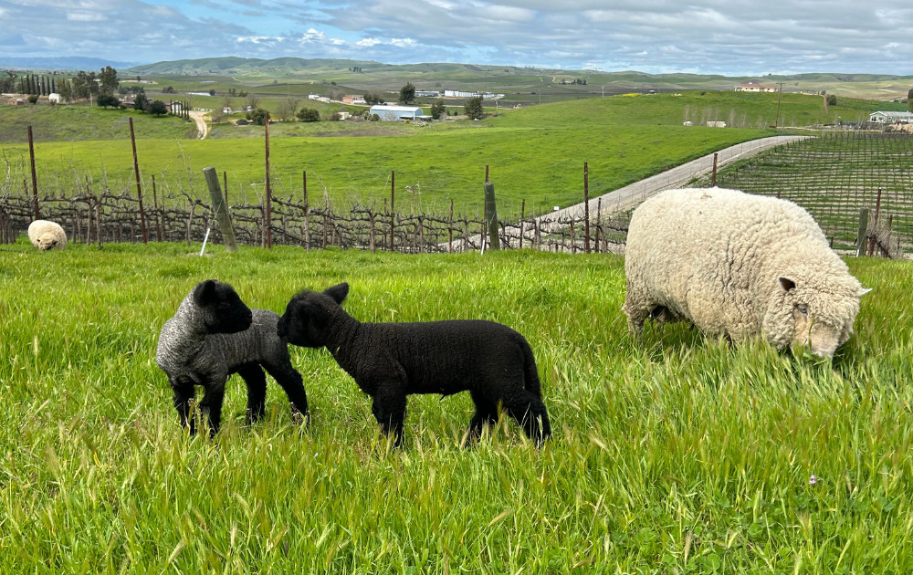 Bon Niche Cellars  Kunekune Pigs
