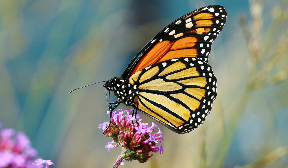 Sustainable Vineyard Tour