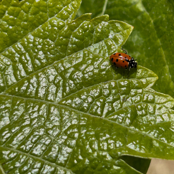 Ladybug on a winegrape leaf